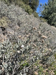 Eriodictyon traskiae smithii