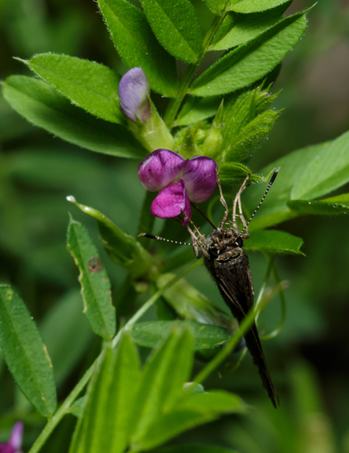 Vicia sativa — photo 5