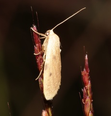 Paralithosia shaowuica