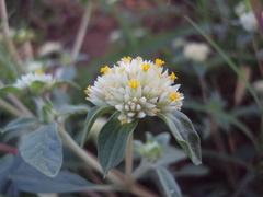 Gomphrena elegans