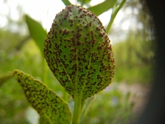 Puccinia vincae