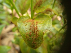 Puccinia vincae