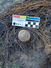 Mammillaria barbata