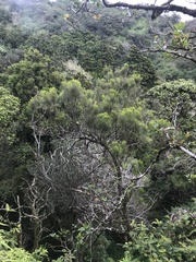 Exocarpos gaudichaudii