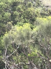 Exocarpos gaudichaudii