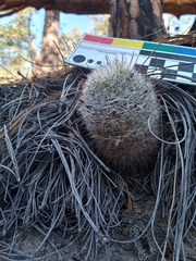 Mammillaria barbata