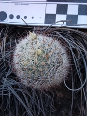 Mammillaria barbata