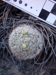 Mammillaria barbata