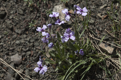 Parrya asperrima