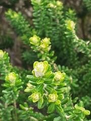 Baccharis uncinella