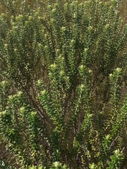 Baccharis uncinella