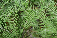 Gleichenia inclusisora
