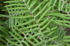 Gleichenia inclusisora