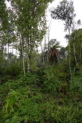 Gleichenia inclusisora