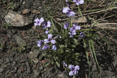 Parrya asperrima
