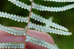 Gleichenia inclusisora