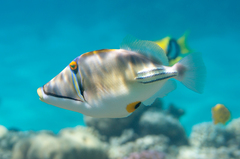Picasso Triggerfish photo 2