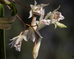 Dendrobium heyneanum