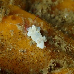 Trapania aureopunctata