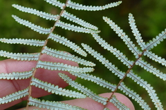 Gleichenia inclusisora