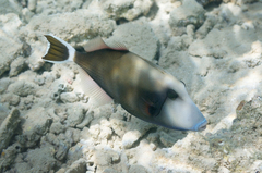 Sufflamen albicaudatum