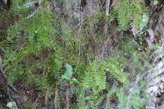 Gleichenia inclusisora