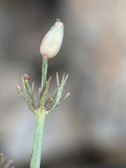 Lomatium tuberosum
