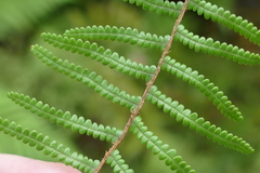 Gleichenia inclusisora