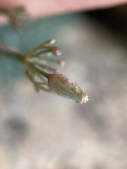 Lomatium tuberosum