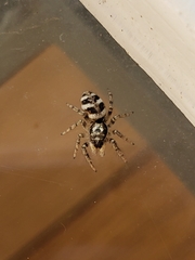 Salticus scenicus