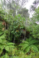 Gleichenia inclusisora
