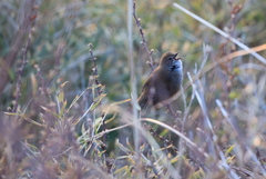 Locustella alishanensis