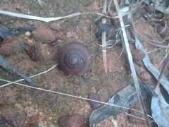 Ponderconcha murphyi