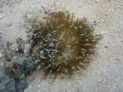 Macrodactyla doreensis