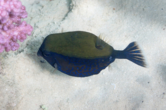 Ostracion cyanurus