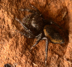 Phidippus ardens