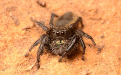Phidippus ardens