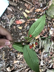 Viburnum taitoense