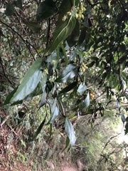 Viburnum taitoense
