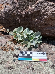 Penstemon rotundifolius