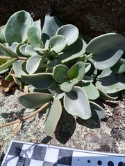 Penstemon rotundifolius