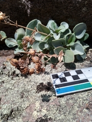 Penstemon rotundifolius