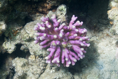 Stylophora