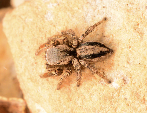 Habronattus altanus