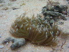 Macrodactyla doreensis