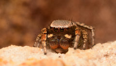 Habronattus altanus