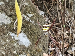 Argiope aetheroides