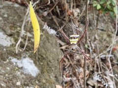 Argiope aetheroides