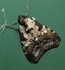 Orthaga rubridiscalis