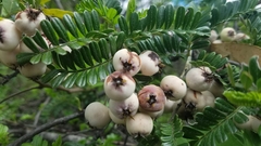 Osteomeles anthyllidifolia